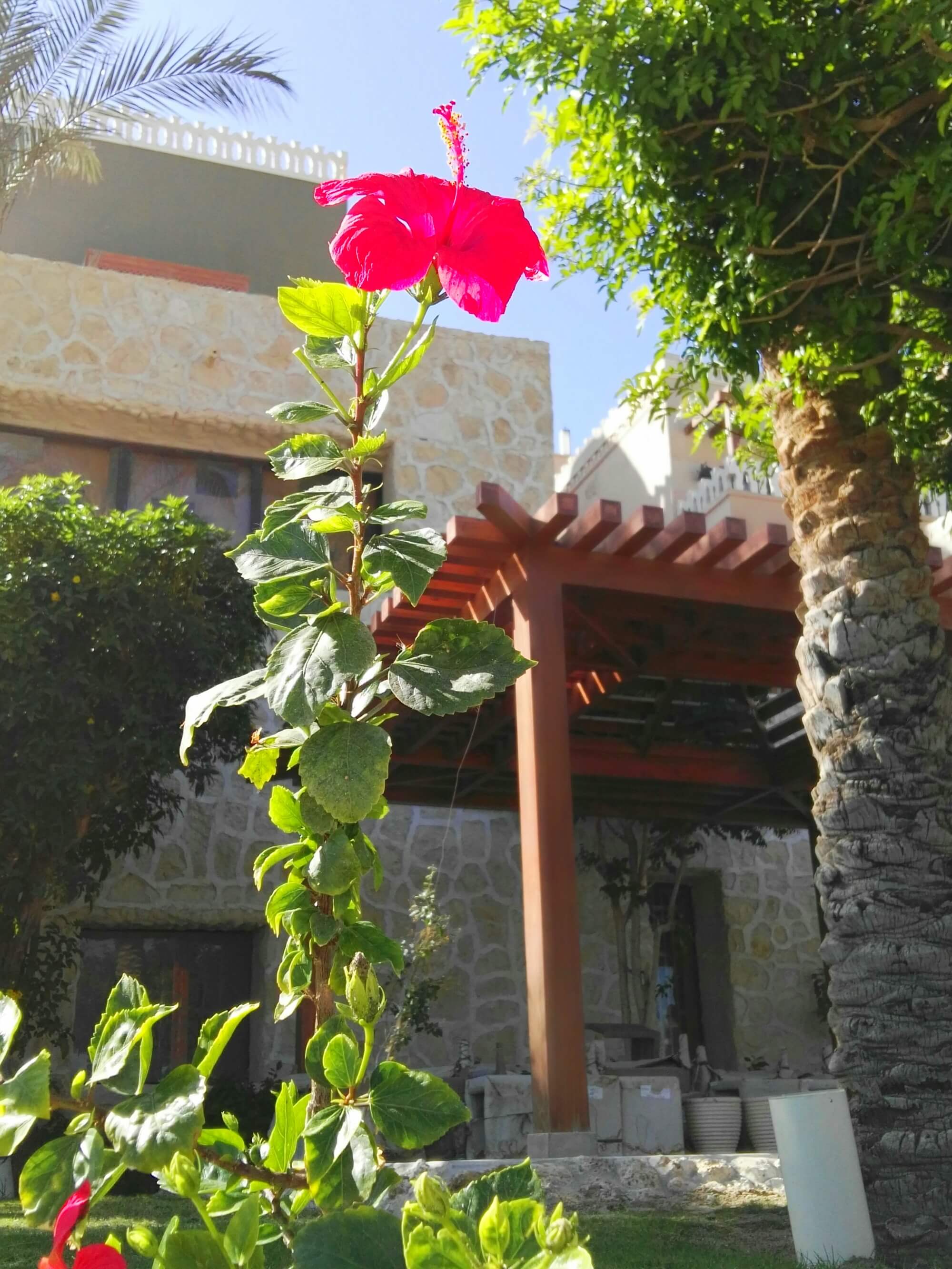 Nahaufnahme einer Blume mit Unterkunft aus Stein mit hölzernem Vordach im Hintergrund