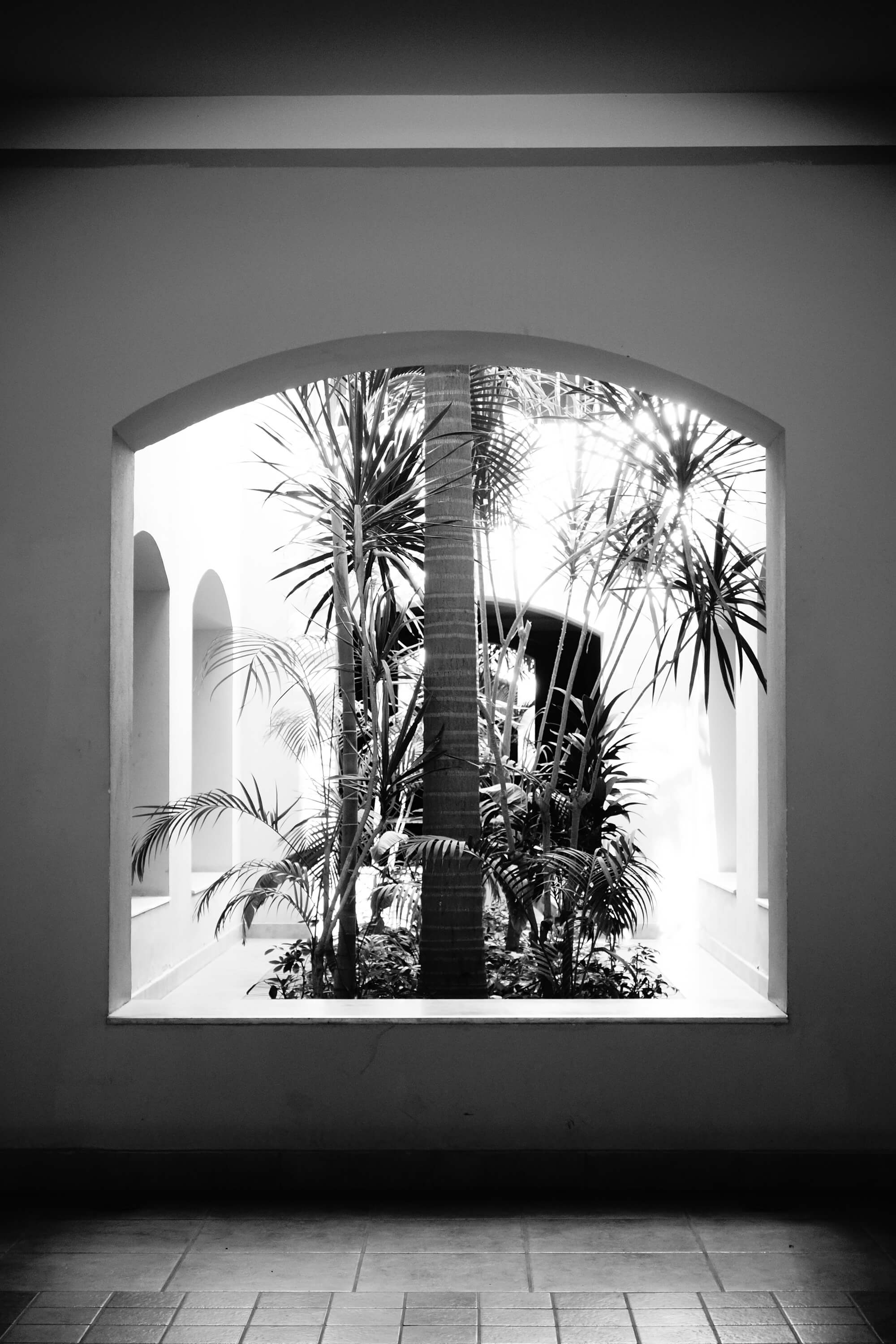 Blick aus einem Fenster auf eine Palmenpflanze